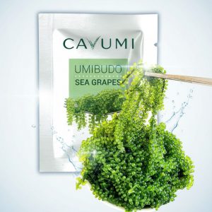 Sea Grapes - Superfood aus dem Meer - Meerestraube als Algensnack